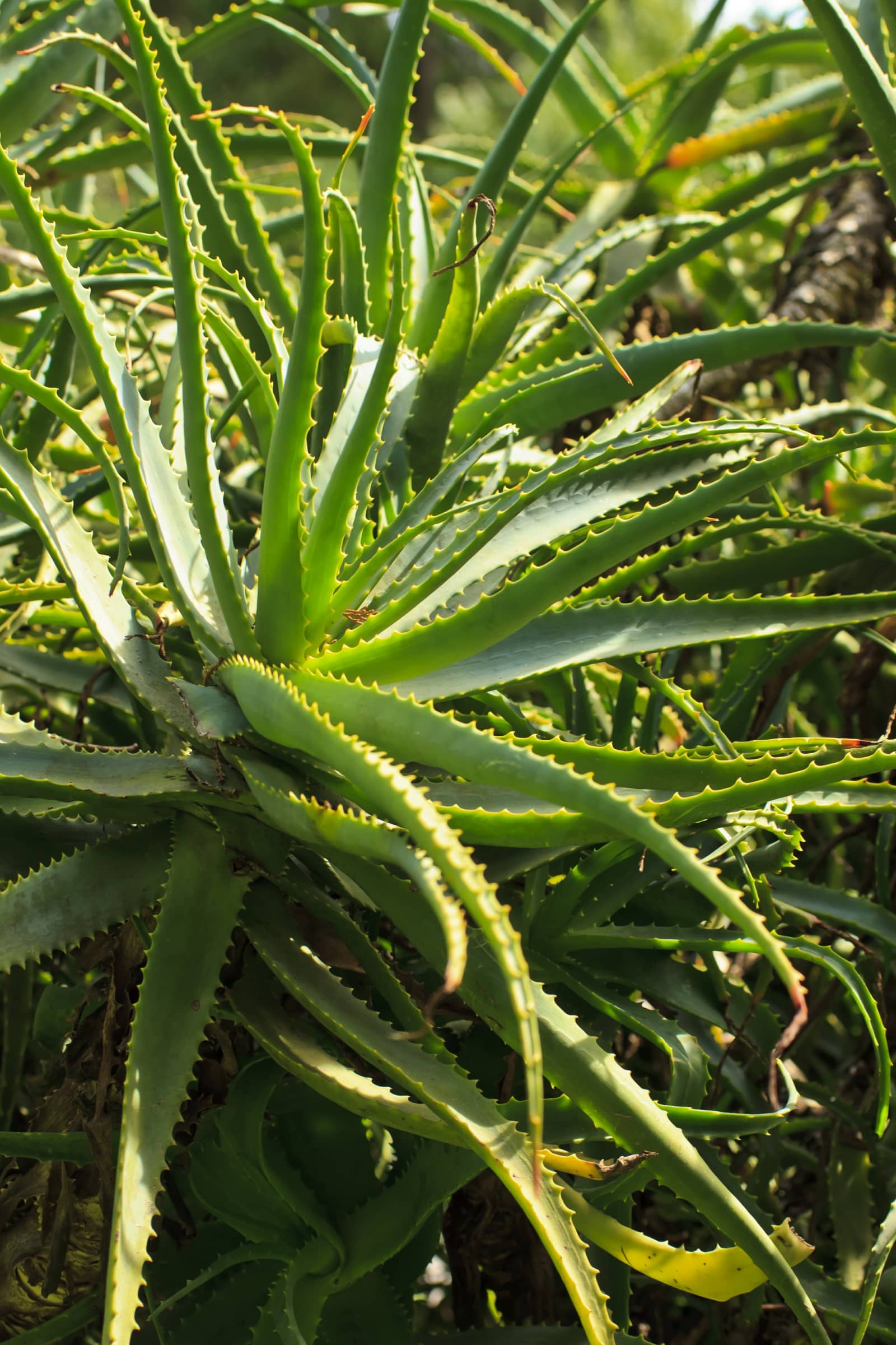 Aloes – naturalne wsparcie dla zdrowia układu trawiennego | Herbavis